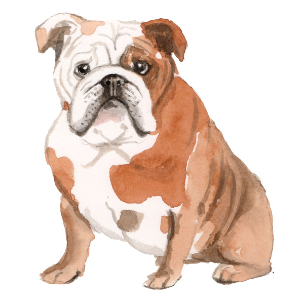 English Bulldog