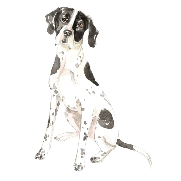 English Pointer