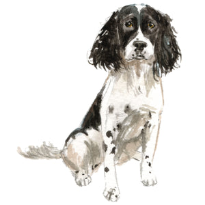 English Springer Spaniel, Black