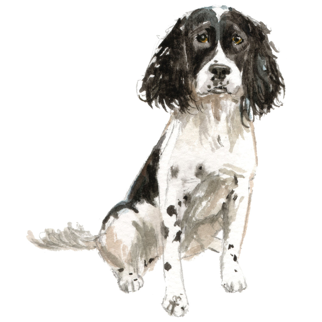 English Springer Spaniel, Black