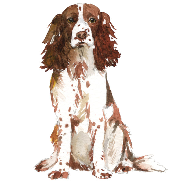 English Springer Spaniel, Brown