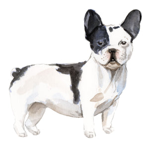 French Bulldog , Black & White