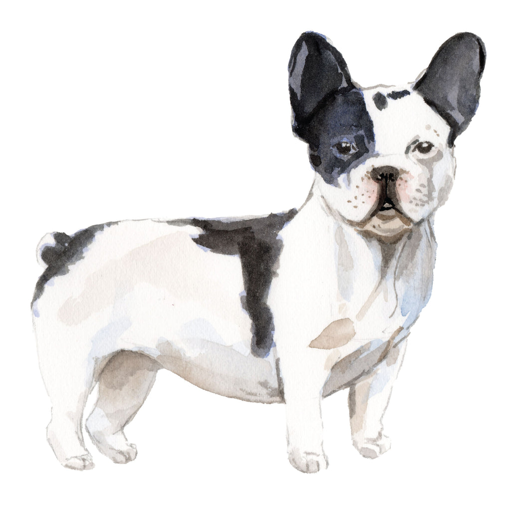 French Bulldog , Black & White