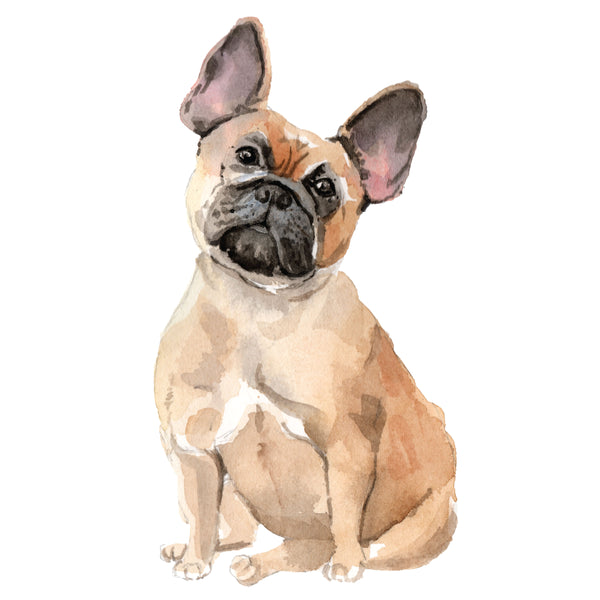 French Bulldog, Brown
