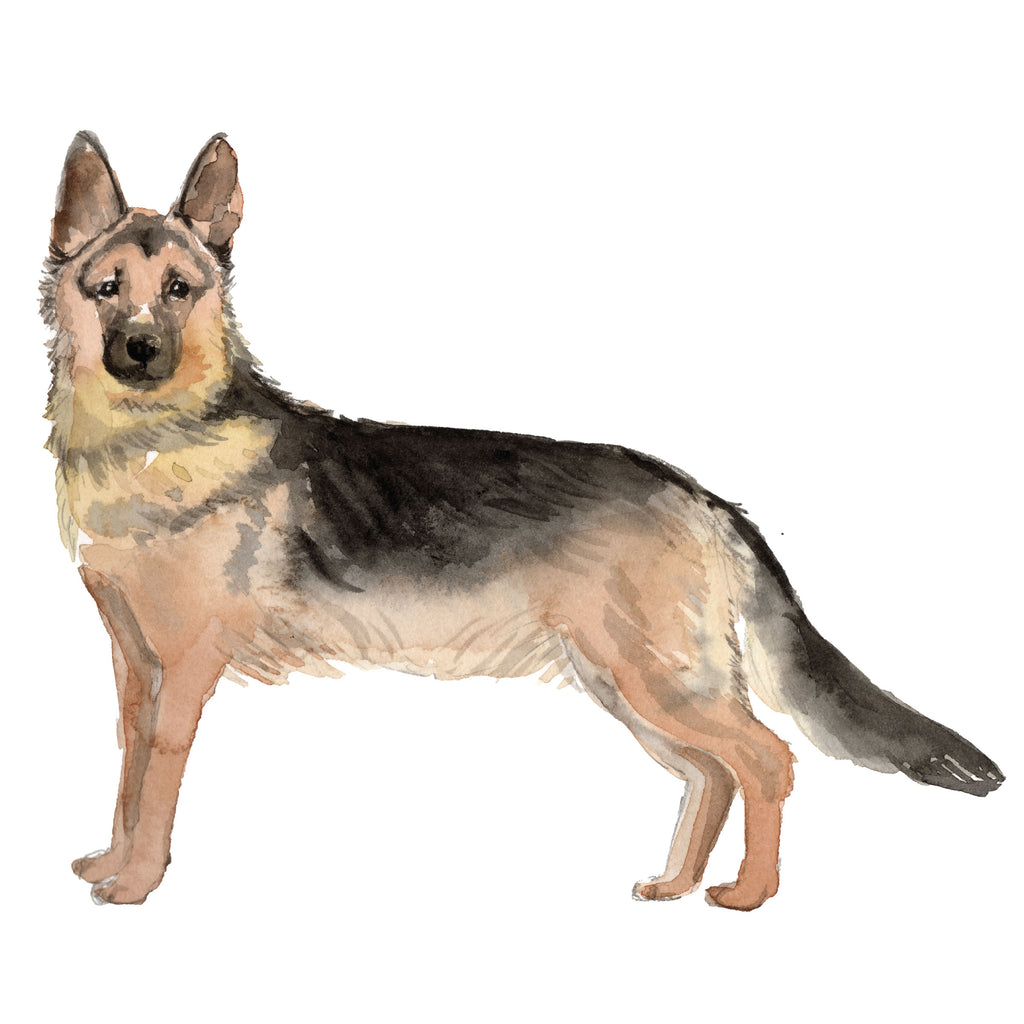German Shepherd