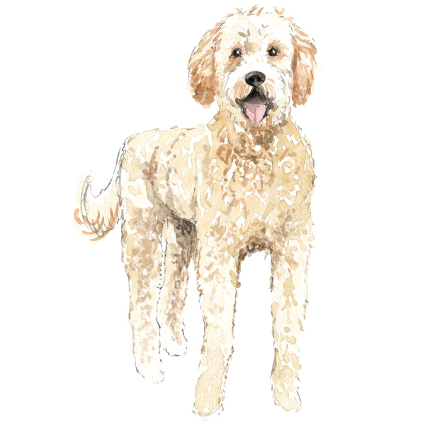 Goldendoodle