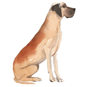 Great Dane