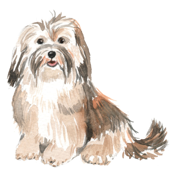 Havanese