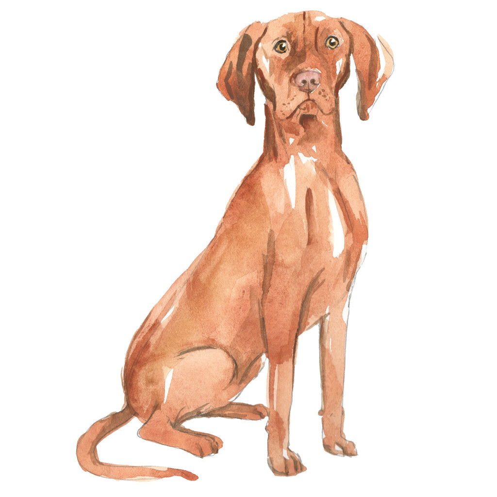 Hungarian Vizsla