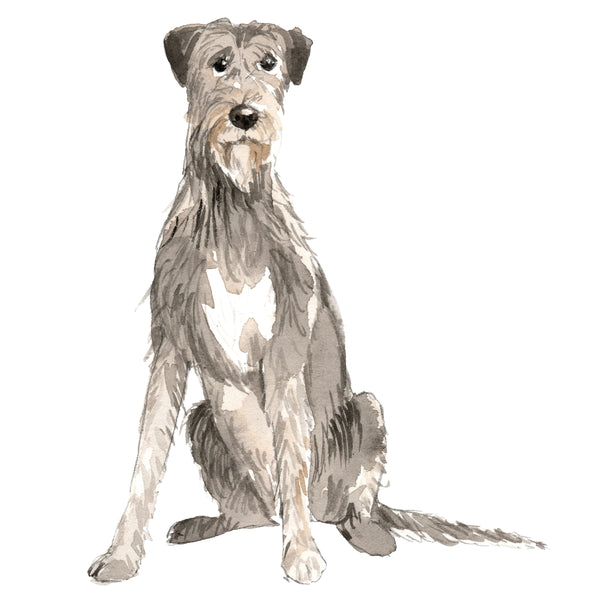 Irish Wolfhound