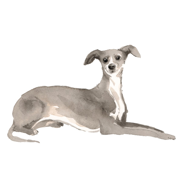 Italian Greyhound