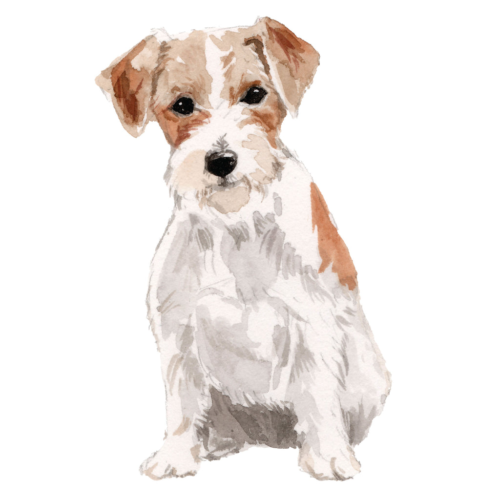Jack Russell, Wire-haired