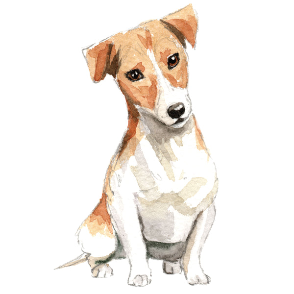 Jack Russell