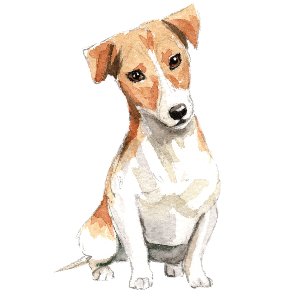 Jack Russell