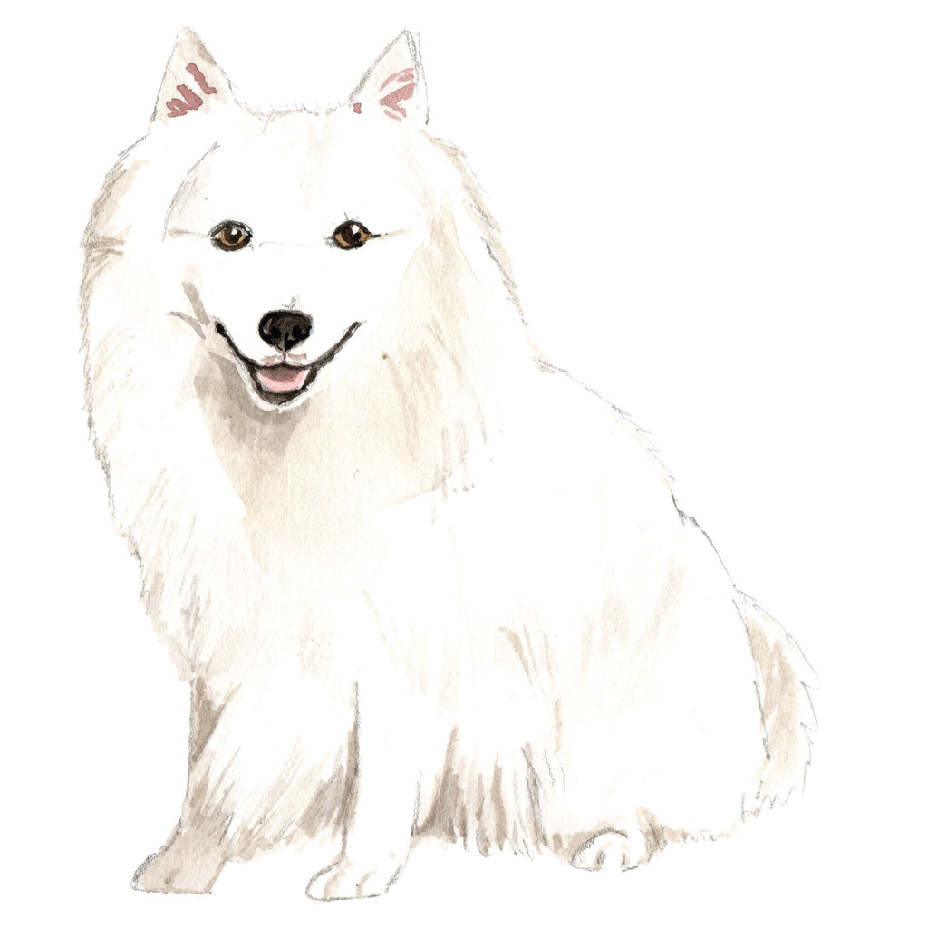 Japanese Spitz