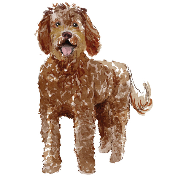 Labradoodle