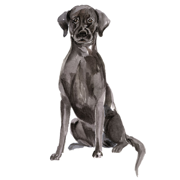 Labrador Retriever, Black (Black Lab)
