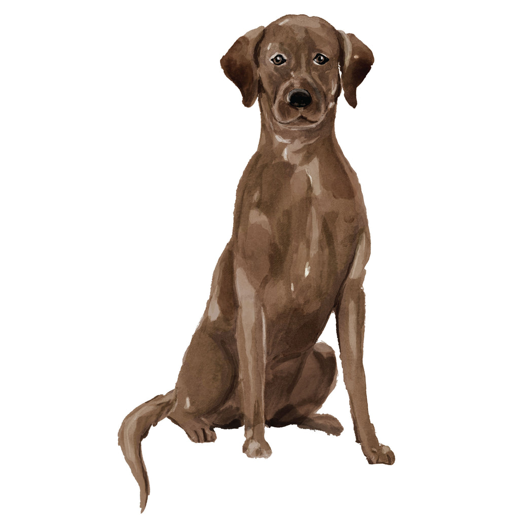 Labrador Retriever, Chocolate
