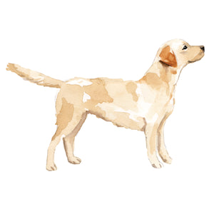 Labrador Retriever, Golden