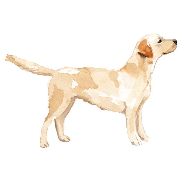 Labrador Retriever, Golden