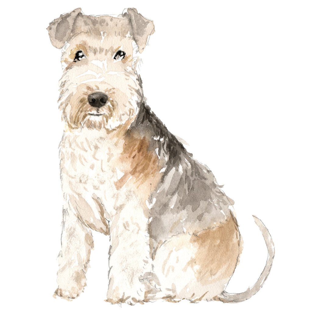 Lakeland Terrier