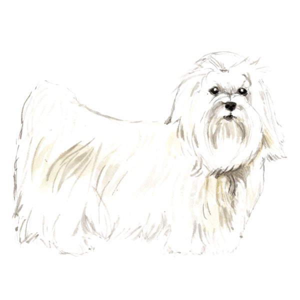Maltese