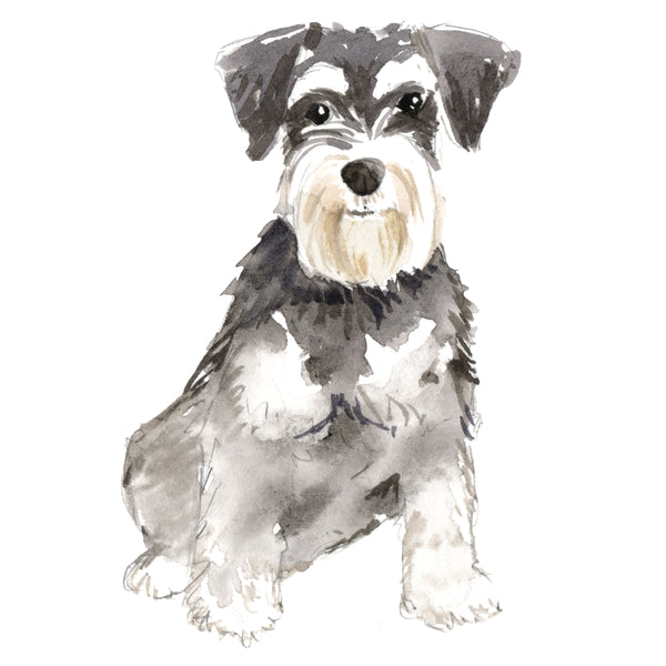 Miniature Schnauzer