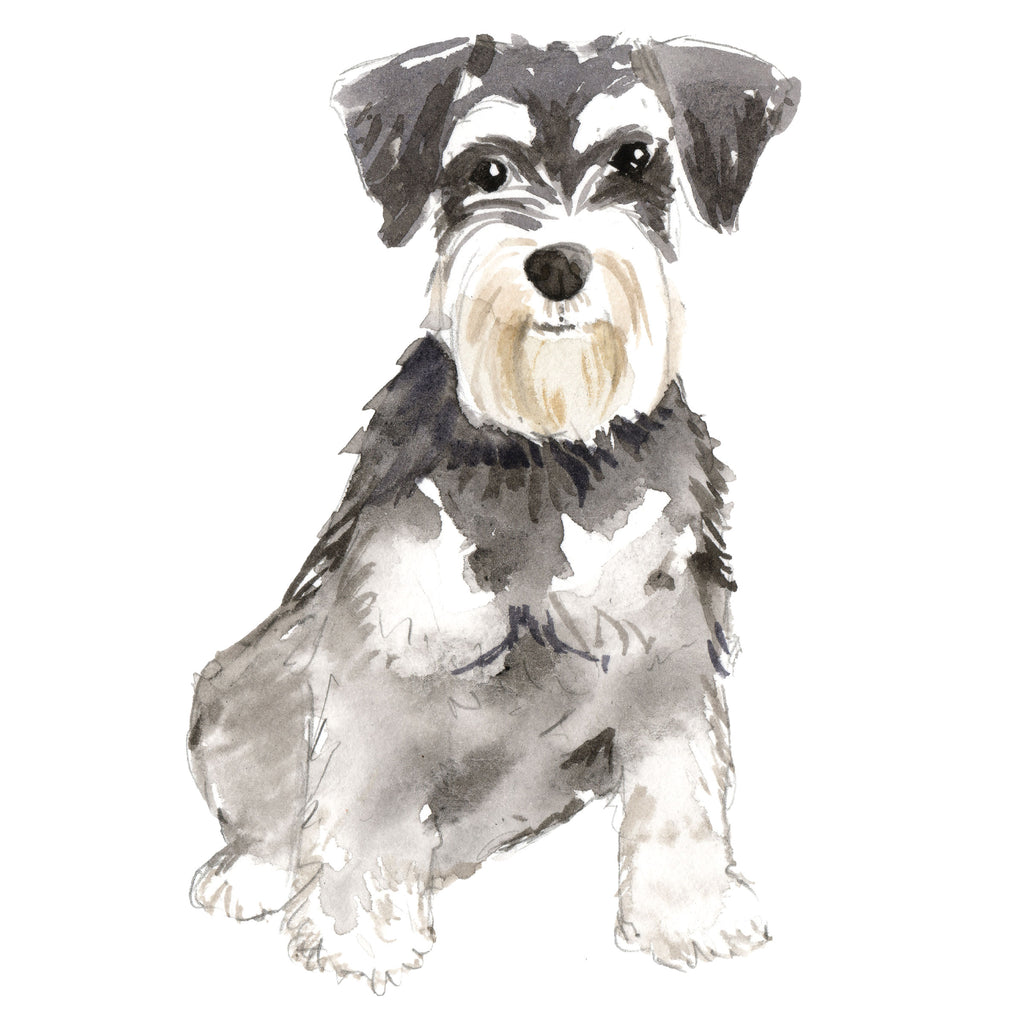 Miniature Schnauzer