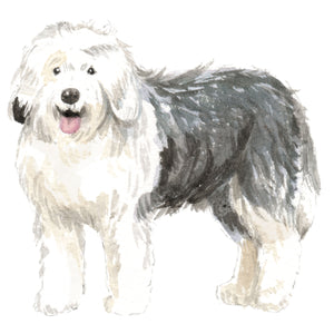 Old English Sheepdog