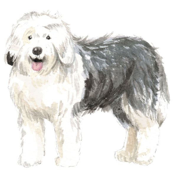 Old English Sheepdog