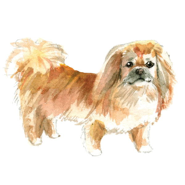 Pekingese