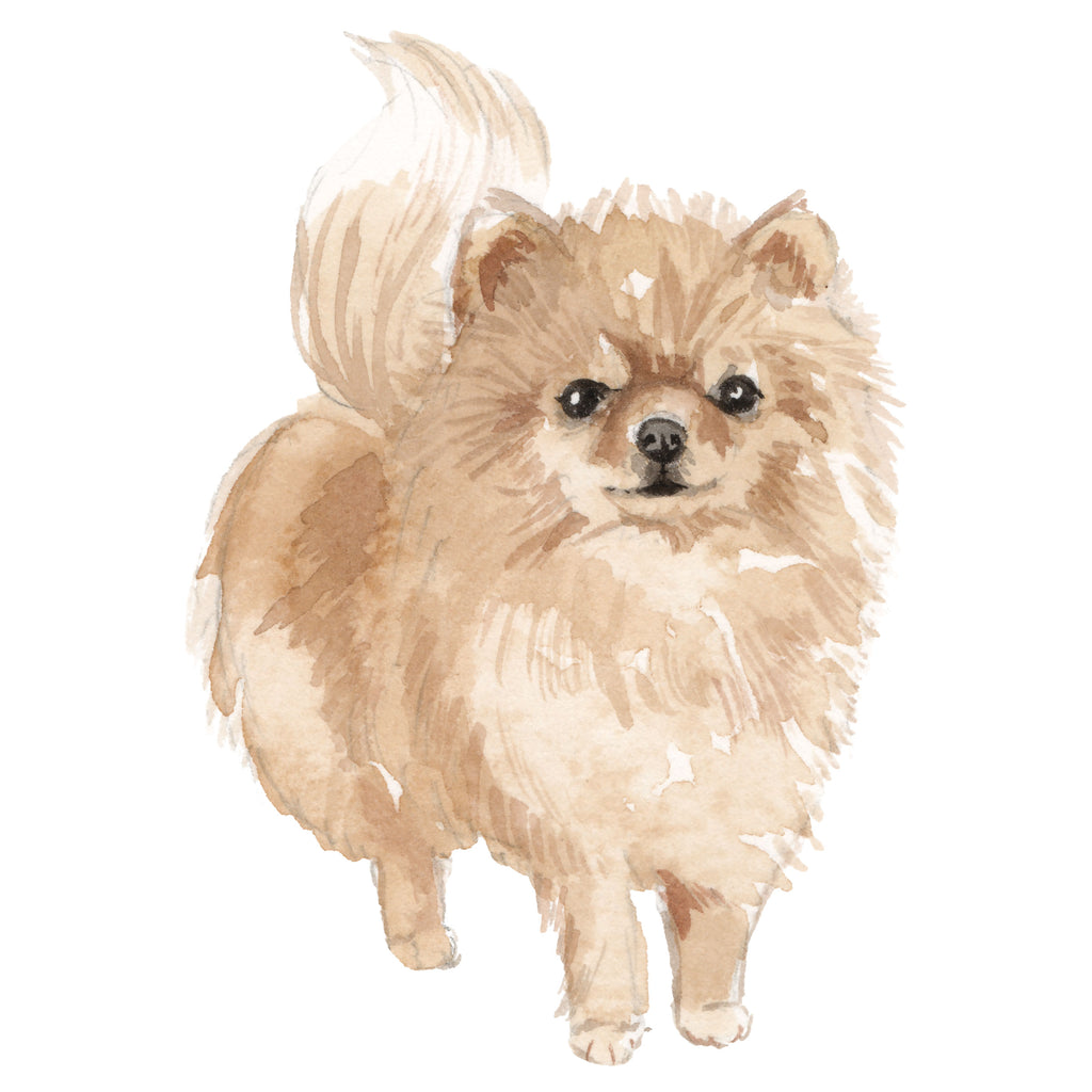 Pomeranian