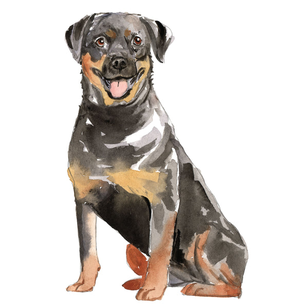 Rottweiler