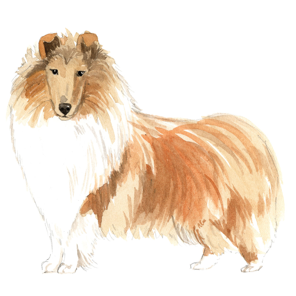 Rough Collie, Scottish Collie