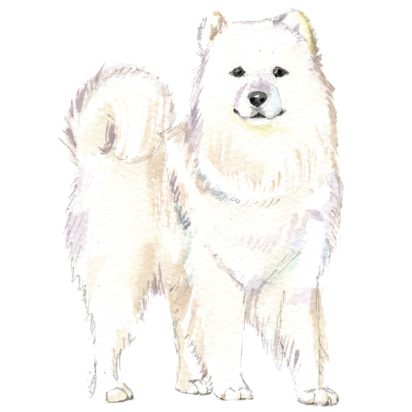 Samoyed