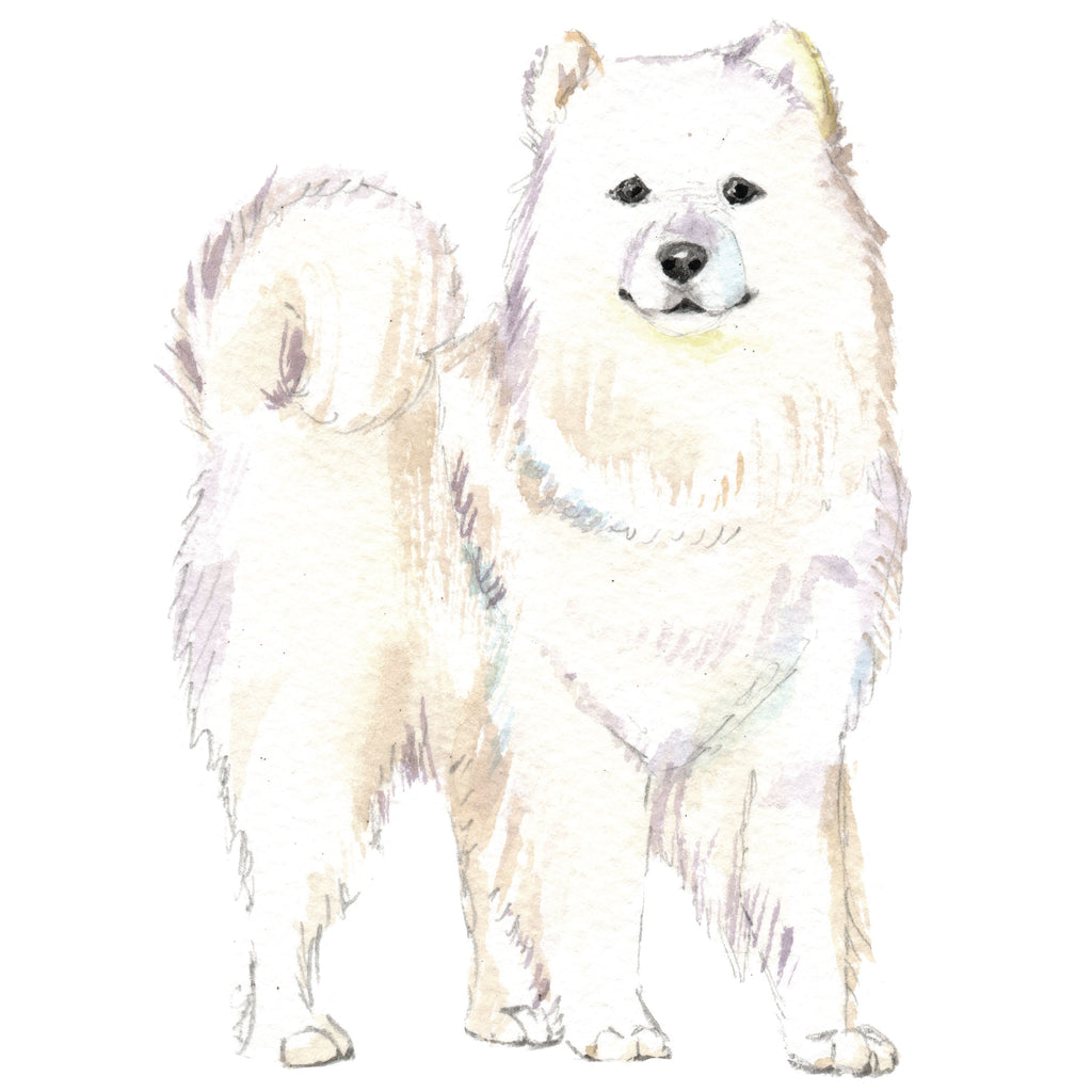 Samoyed