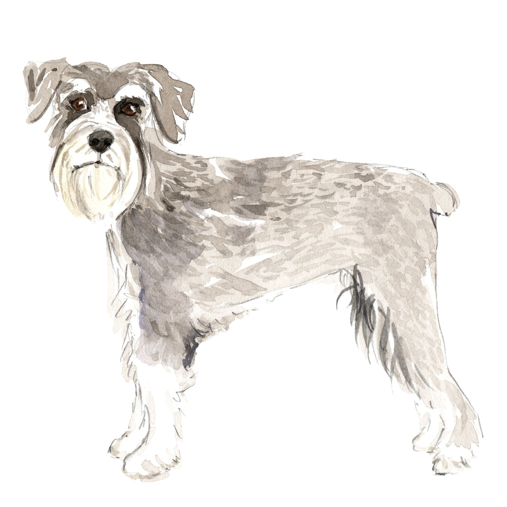 Schnauzer