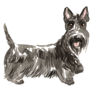 Scottish Terrier