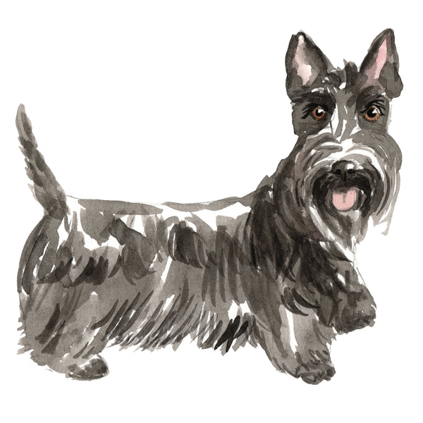 Scottish Terrier
