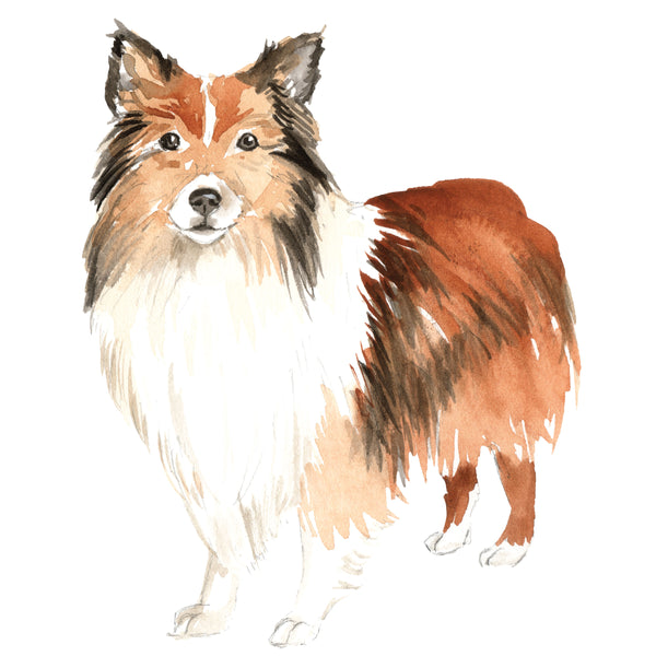Shetland Sheepdog