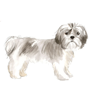 Shih Tzu, Short-haired