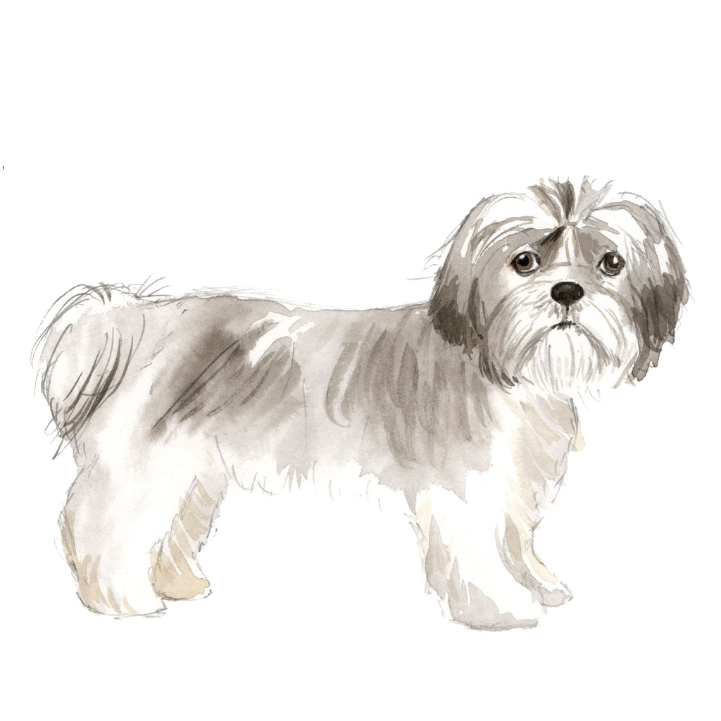 Shih Tzu, Short-haired