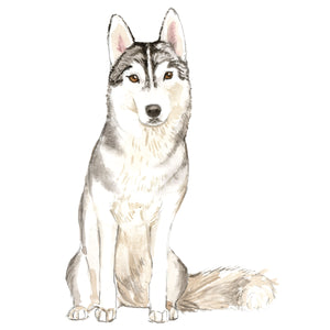 Siberian Husky