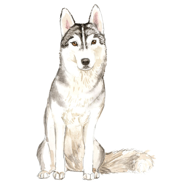 Siberian Husky