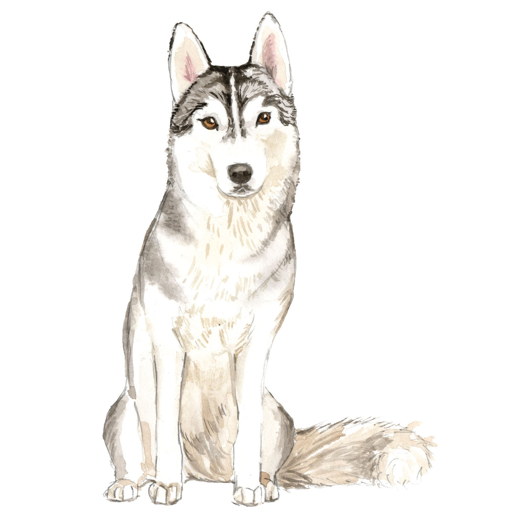 Siberian Husky