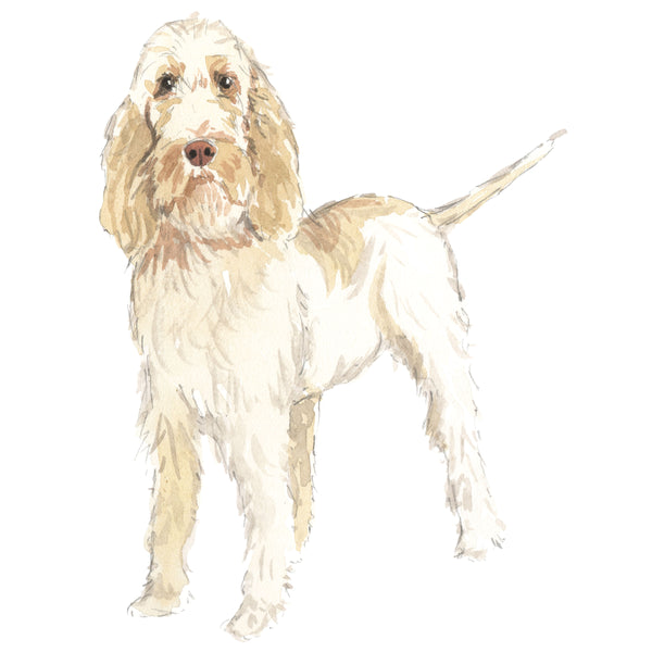 Spinone Italiano