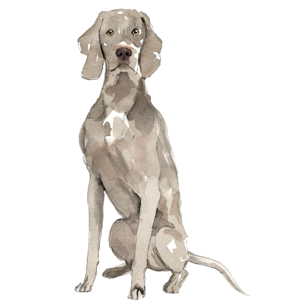 Weimaraner