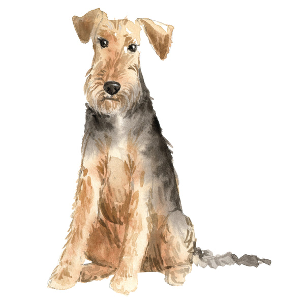 Welsh Terrier