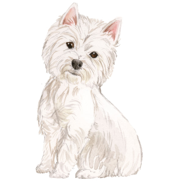 Westie