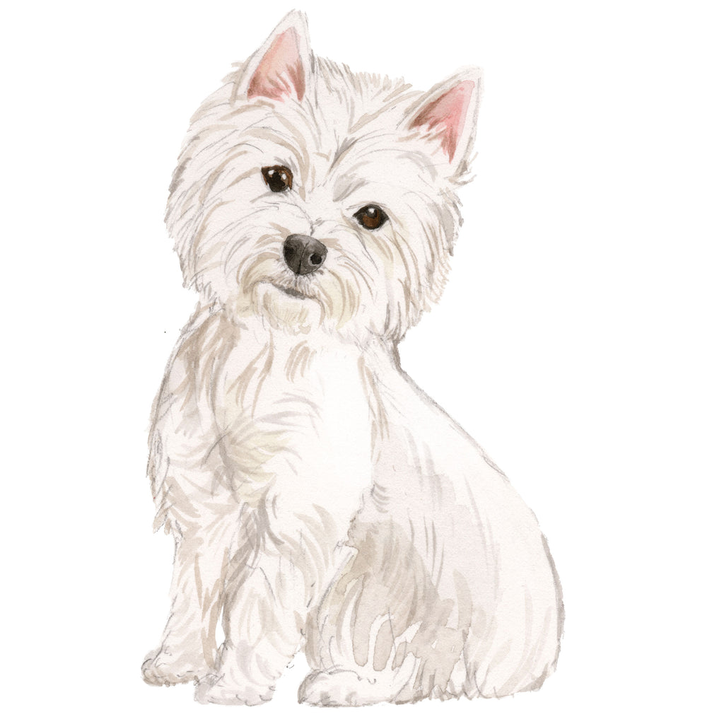 Westie